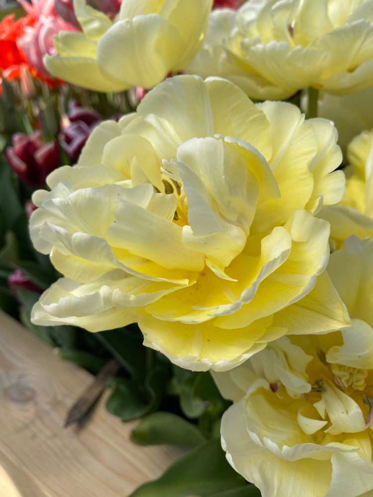 Tulpan 'Avant Garde'